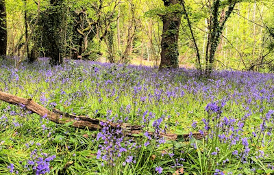 Spring on Isle of Wight